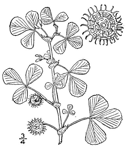 image of Medicago polymorpha, Toothed Medick, Smooth Bur-clover