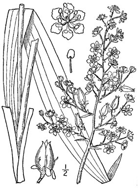 image of Melanthium hybridum, Crisped Bunchflower, Broadleaf Bunchflower, Slender Bunchflower