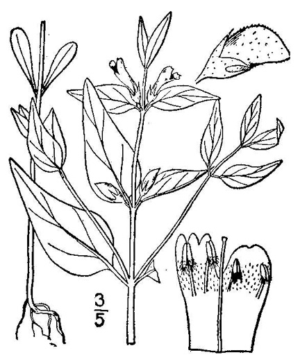 drawing of Melampyrum lineare, Cow-wheat