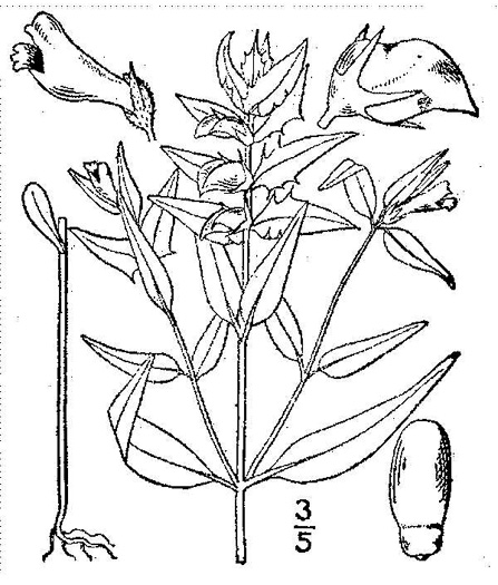 drawing of Melampyrum lineare, Cow-wheat