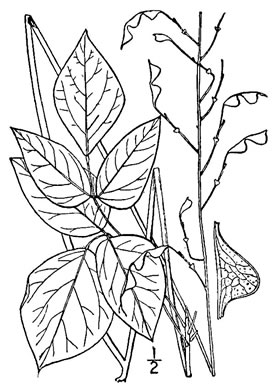 image of Hylodesmum nudiflorum, Naked Tick-trefoil, Naked-flowered Tick Trefoil, Woodland Tick-trefoil