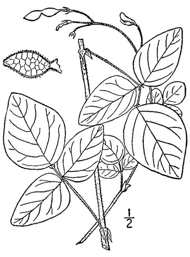 drawing of Desmodium ochroleucum, White Tick-trefoil, Creamflower Tick-trefoil, Cream Tick-trefoil