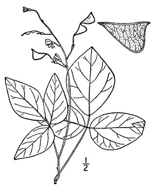 drawing of Hylodesmum pauciflorum, Fewflower Tick-trefoil