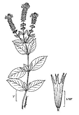 image of Mentha ×piperita var. piperita, Peppermint