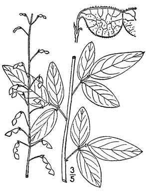 drawing of Desmodium obtusum, Stiff Tick-trefoil