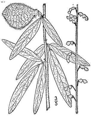 drawing of Desmodium sessilifolium, Sessile-leaf Tick-trefoil