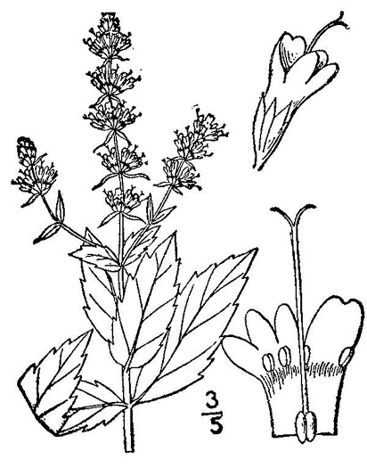 image of Mentha spicata var. spicata, Spearmint