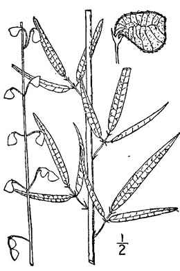 drawing of Desmodium strictum, Pinebarren Tick-trefoil, Pineland Tick-trefoil, Upland Slender Tick-trefoil