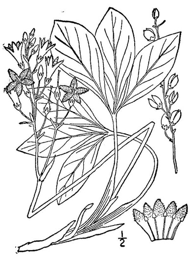 image of Menyanthes trifoliata, Buckbean, Bogbean