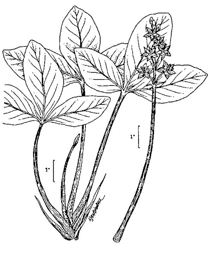drawing of Menyanthes trifoliata, Buckbean, Bogbean