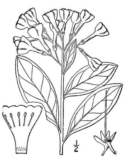 image of Mertensia virginica, Virginia Bluebells, Virginia Cowslip
