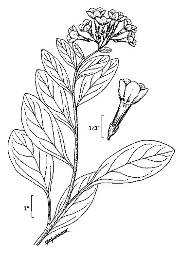 drawing of Mertensia virginica, Virginia Bluebells, Virginia Cowslip