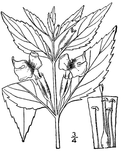 drawing of Mimulus alatus, Winged Monkeyflower, Sharpwing Monkeyflower