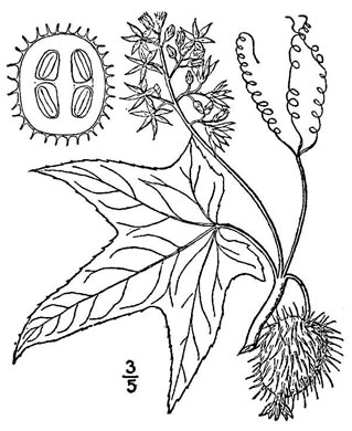 drawing of Echinocystis lobata, Wild-cucumber, Wild Balsam-apple