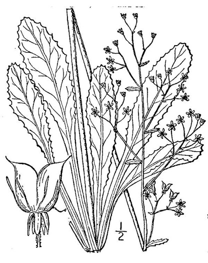 drawing of Micranthes micranthidifolia, Brook Lettuce, Mountain Lettuce, Branch Lettuce, Lettuceleaf Saxifrage