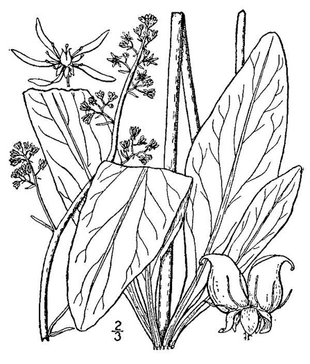 image of Micranthes pensylvanica, Swamp Saxifrage