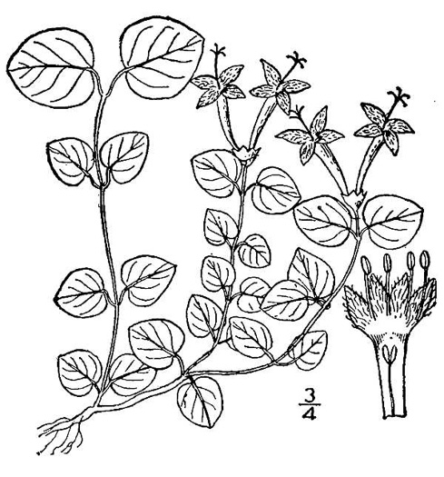 drawing of Mitchella repens, Partridgeberry, Twinflower