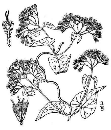 drawing of Mikania scandens, Climbing Hempweed