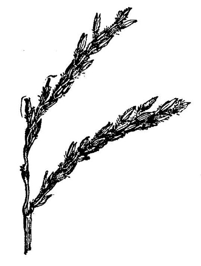 image of Microstegium vimineum, Japanese Stiltgrass, Japanese-grass, Nepalese Browntop, Nepal Grass