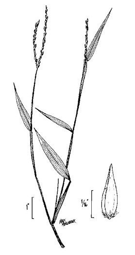 drawing of Microstegium vimineum, Japanese Stiltgrass, Japanese Grass, Nepalese Browntop, Nepal Grass