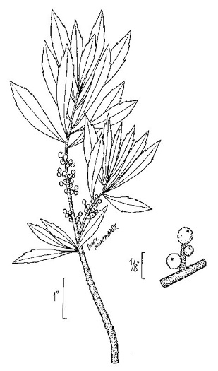 image of Morella pumila, Dwarf Wax-myrtle, Dwarf Bayberry