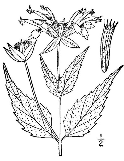 image of Monarda clinopodia, Basil Bergamot, Basil Beebalm, White Bergamot, Basil Balm