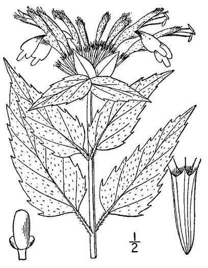 image of Monarda fistulosa +, Wild Bergamot