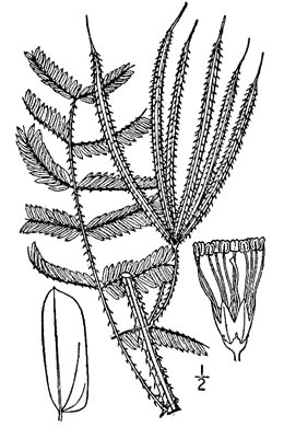 drawing of Mimosa microphylla, Littleleaf Sensitive-briar, Eastern Sensitive-briar