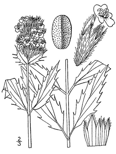 image of Dracocephalum parviflorum, American Dragonhead