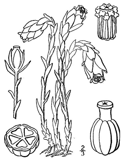 drawing of Monotropa uniflora, Indian Pipes, Ghost-flower, Common Ghost Pipes