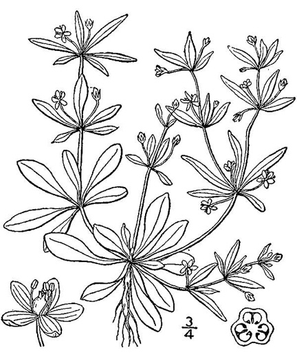 drawing of Mollugo verticillata, Carpetweed, Indian-chickweed, Green Carpetweed