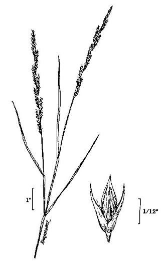 image of Muhlenbergia mexicana, Hairy Wirestem Muhly, Mexican Muhly