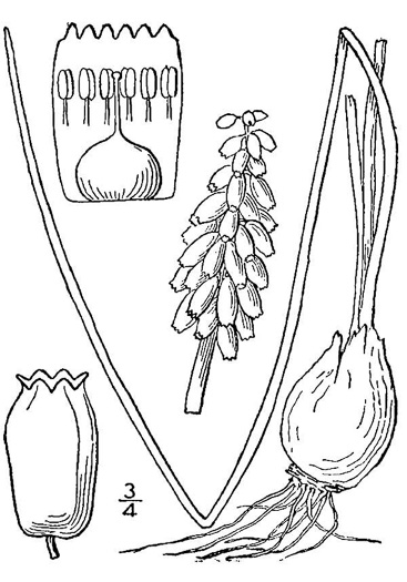 drawing of Muscari neglectum, Starch Grape-hyacinth, Blue Bottles