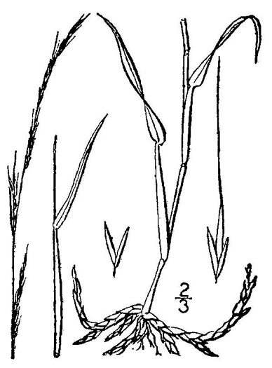 image of Muhlenbergia tenuiflora, Slender Muhly