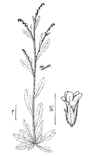 image of Myosotis macrosperma, Bigseed Forget-me-not, Scorpion-grass, Largeseed Forget-me-not