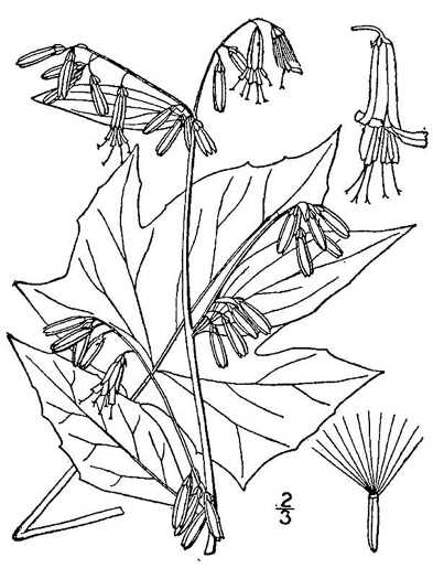 drawing of Nabalus altissimus, Tall Rattlesnake-root, Tall White Lettuce