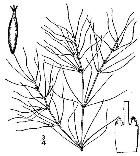 drawing of Najas gracillima, Slender Naiad, Slender Waternymph, Bushy Naiad