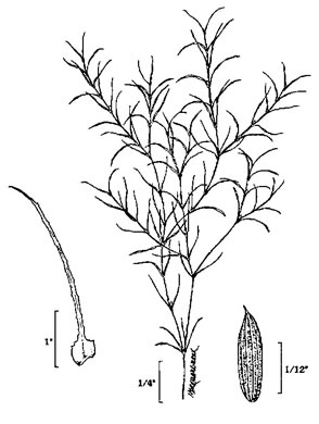drawing of Najas minor, Spinyleaf Naiad, Brittle Waternymph