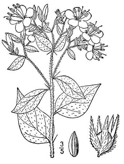 drawing of Hydrolea ovata, Ovate False Fiddleleaf, Blue Waterleaf, Hairy Hydrolea, Ovate Fiddleleaf