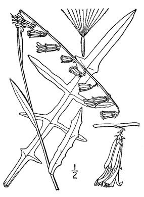 image of Nabalus autumnalis, Slender Rattlesnake-root, One-sided Rattlesnake-root