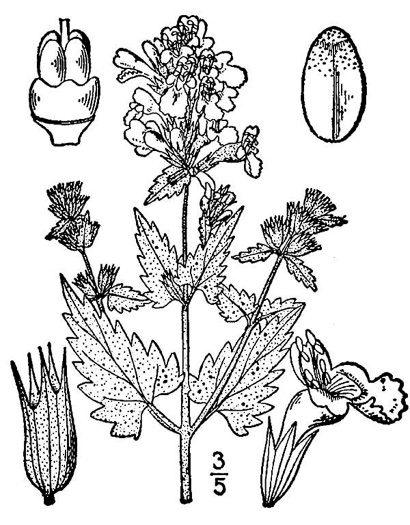 image of Nepeta cataria, Catnip, Catmint