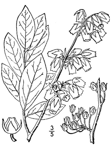 drawing of Lyonia mariana, Staggerbush, Large-flowered Fetterbush