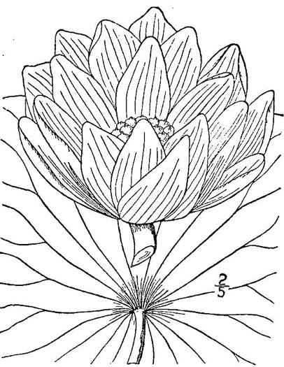 drawing of Nelumbo nucifera, Sacred-lotus, Oriental Lotus-lily, Pink Lotus