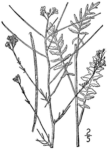 image of Sisymbrium altissimum, Tumble Mustard, Jim Hill Mustard, Tall Hedge-mustard