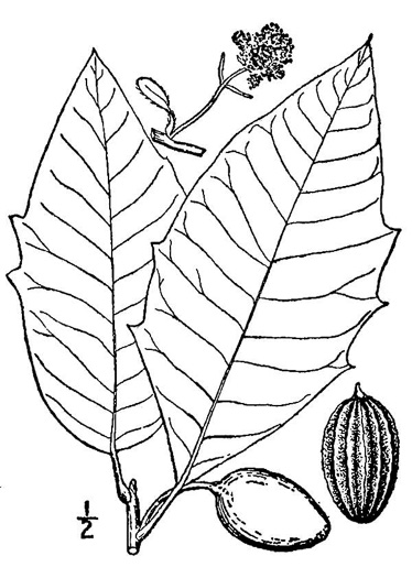 drawing of Nyssa aquatica, Water Tupelo, Cotton Gum, Tupelo Gum