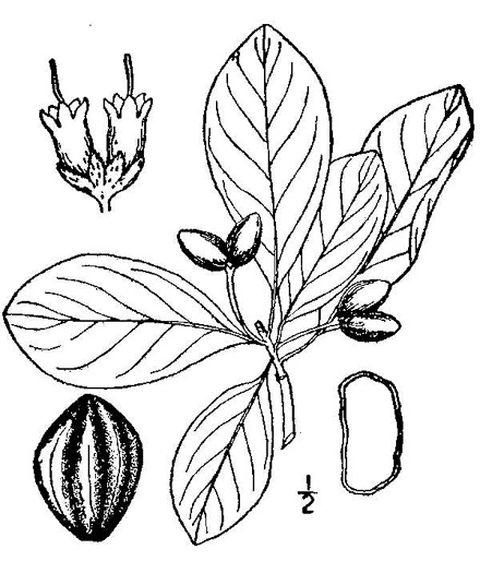 drawing of Nyssa biflora, Swamp Tupelo, Swamp Blackgum, Swamp Gum, Water Gum