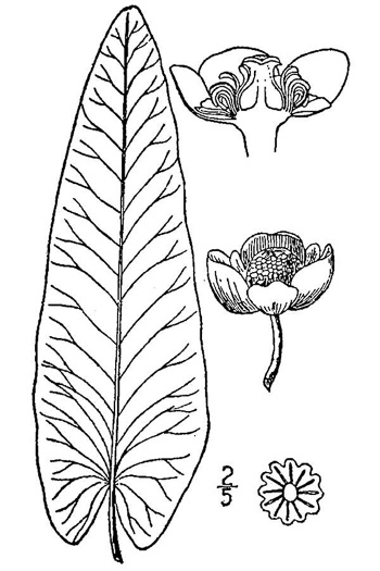 drawing of Nuphar sagittifolia, Narrowleaf Pondlily, Cow-lily, Spatterdock, Bonnets