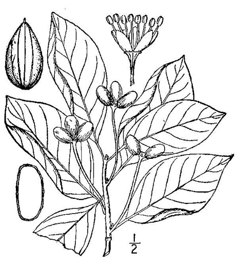 drawing of Nyssa sylvatica, Blackgum, Black Tupelo, Sour Gum