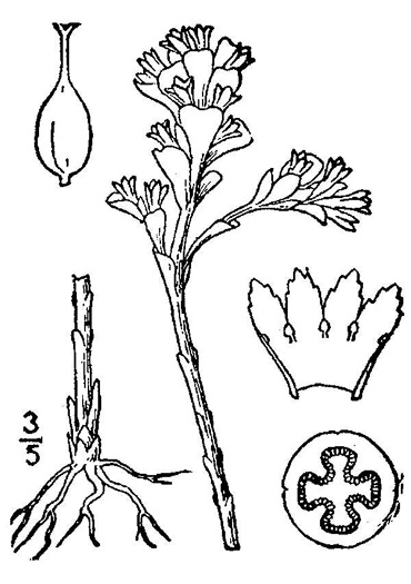 image of Obolaria virginica, Pennywort, Virginia Pennywort