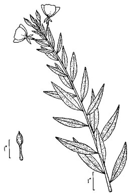 drawing of Oenothera biennis, Common Evening-primrose